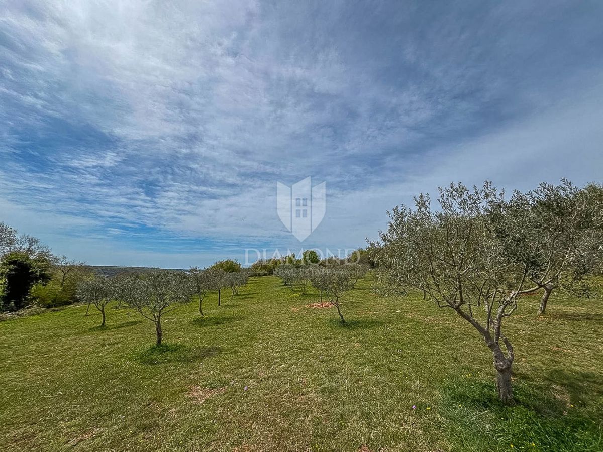 Istra, Novigrad, okolica - oljčnik na robu gradbenega območja!