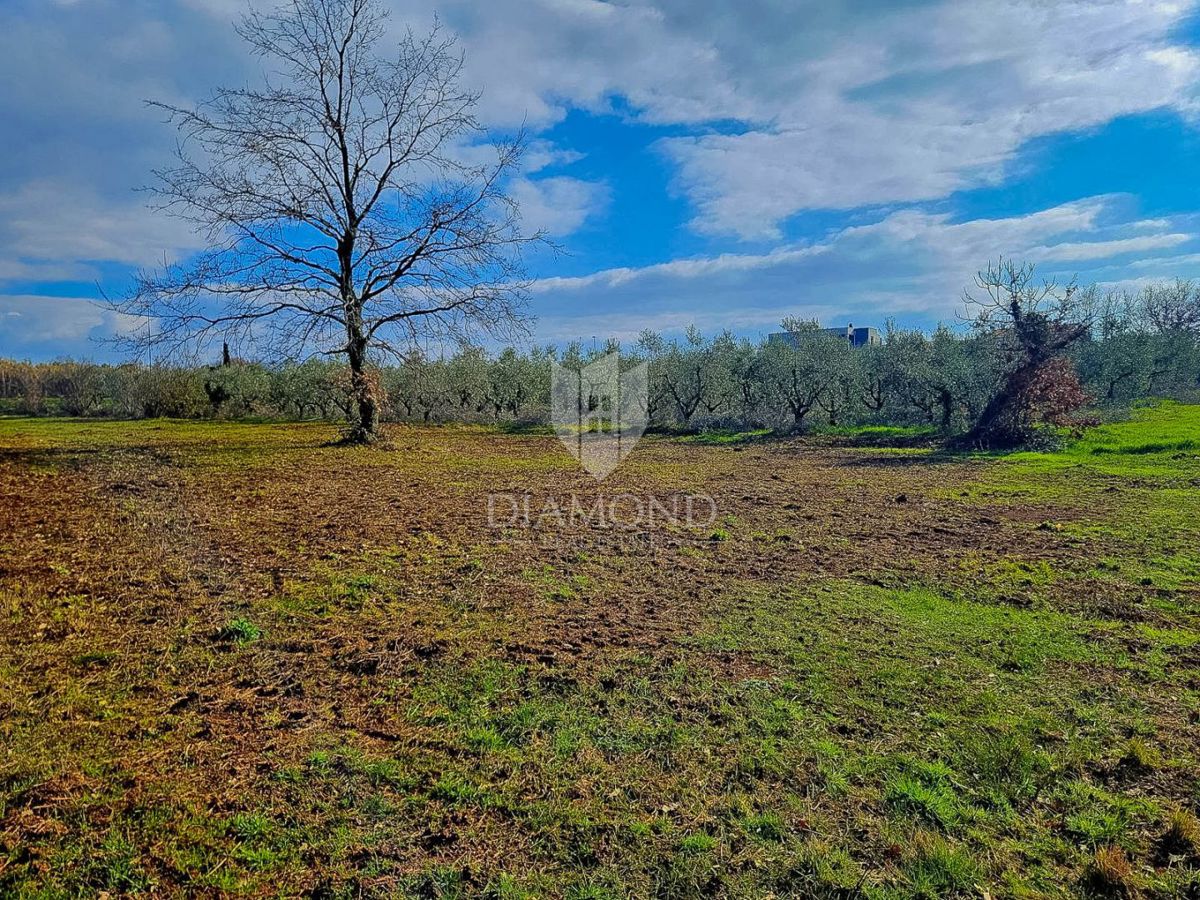 Zemljišče Novigrad, 649m2