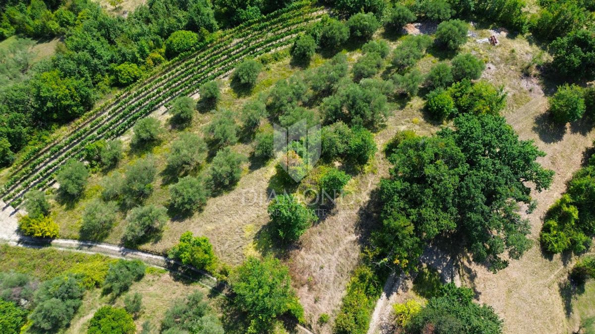 Cerovlje, okolica, posest z dvema kamnitima hišama in nasadom oljk na gradbeni parceli