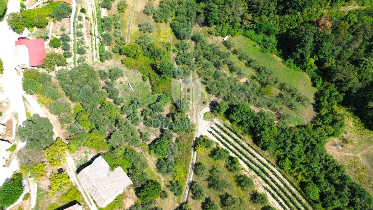 Cerovlje, okolica, posest z dvema kamnitima hišama in nasadom oljk na gradbeni parceli