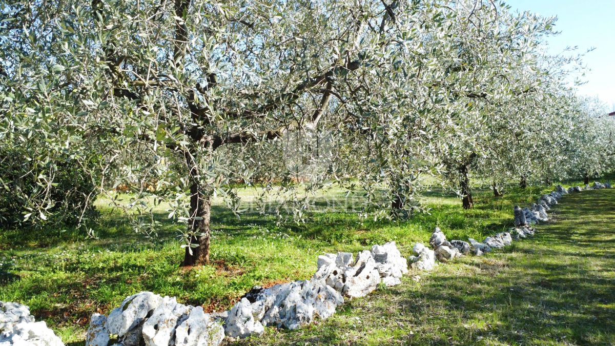 Poreč – Okolica – Čudovita Gradbena Parcela z Oljčnim Nasadom