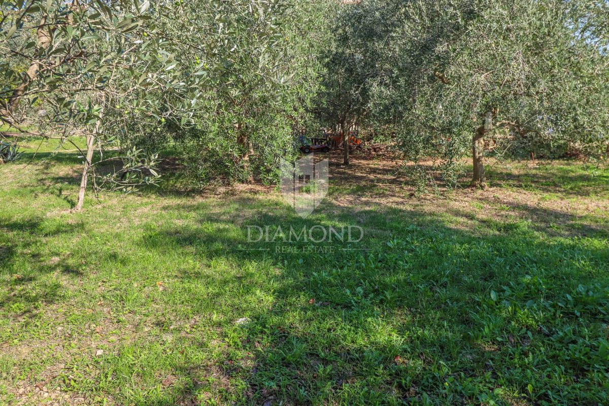 Buje! Zemljišče z razgledom in gradbenim dovoljenjem!