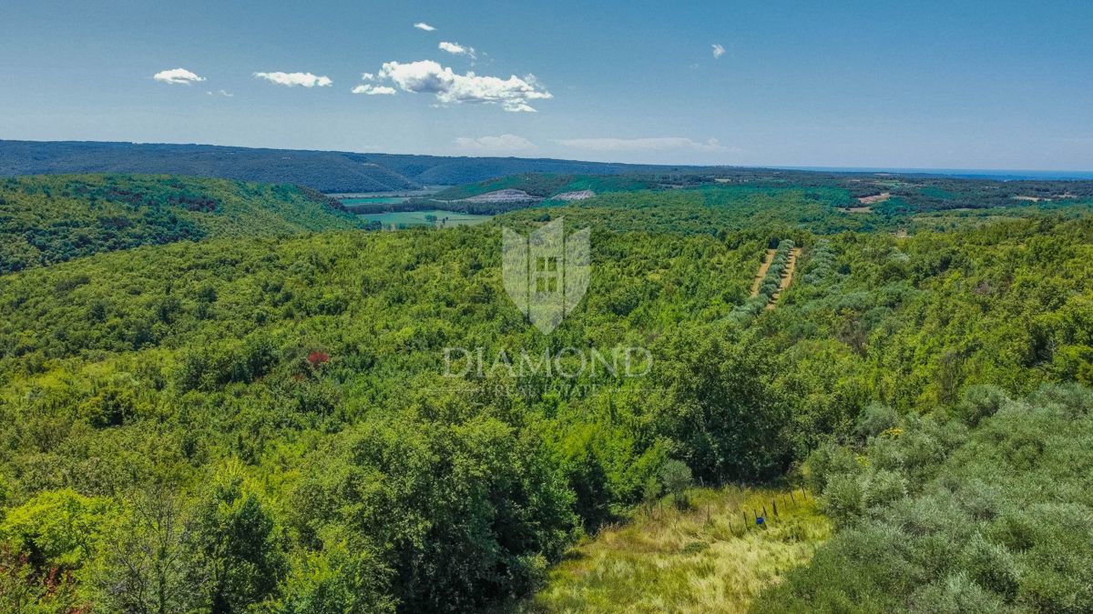 Buje, Krasica, zemljišče 2.000 m² z odprtim razgledom in projektom!