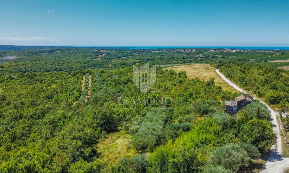 Buje, Krasica, zemljišče 2.000 m² z odprtim razgledom in projektom!