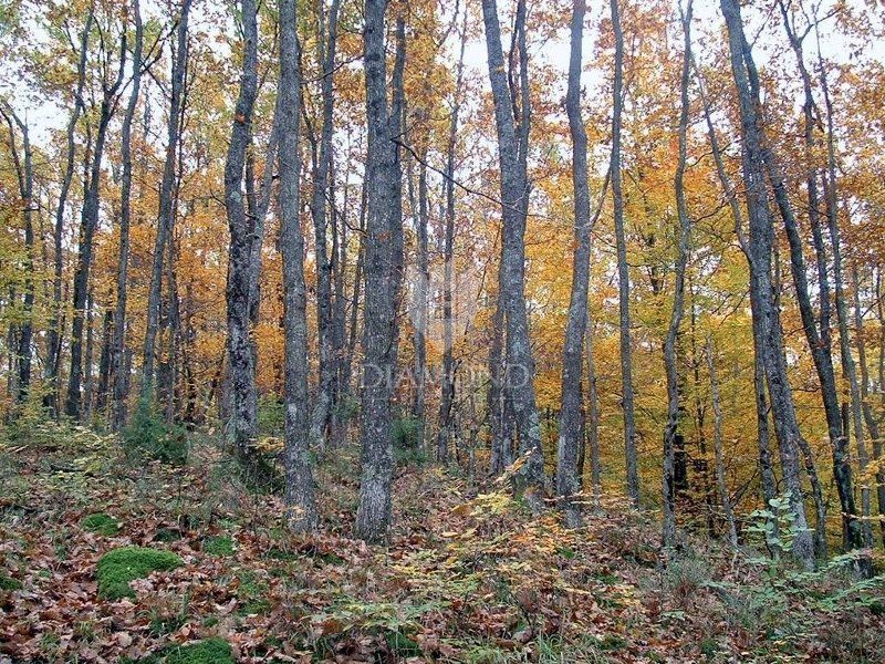 Gozd in kmetijska zemljišča