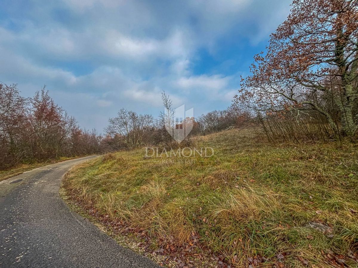 Motovun, gozd na mirni lokaciji!