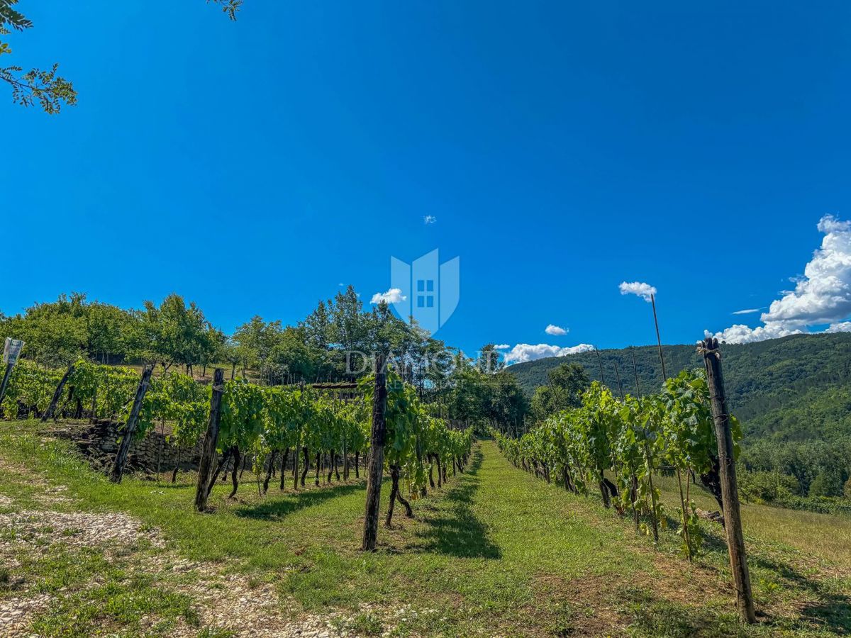 Motovun, okolica, edino gradbeno zemljišče na mirni lokaciji!