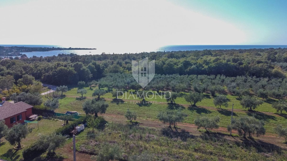Novigrad, okolica! Čudovita z bazenom 700 m od morja!