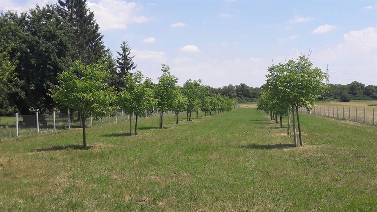 Zemljišče Dubovec, Koprivnica, 4.881m2