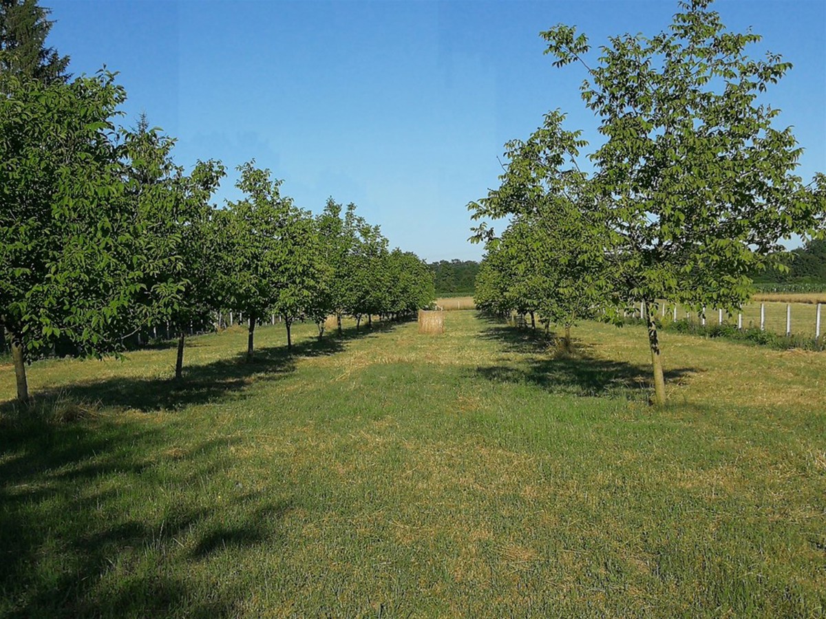 Zemljišče Dubovec, Koprivnica, 4.881m2