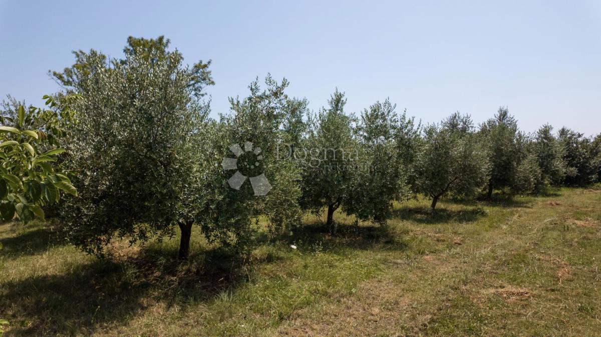 Gradbeno zemljišče z oljčnim nasadom v bližini Vodnjana, Istra