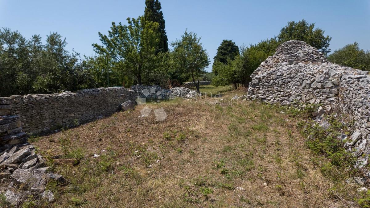 Gradbeno zemljišče z oljčnim nasadom v bližini Vodnjana, Istra