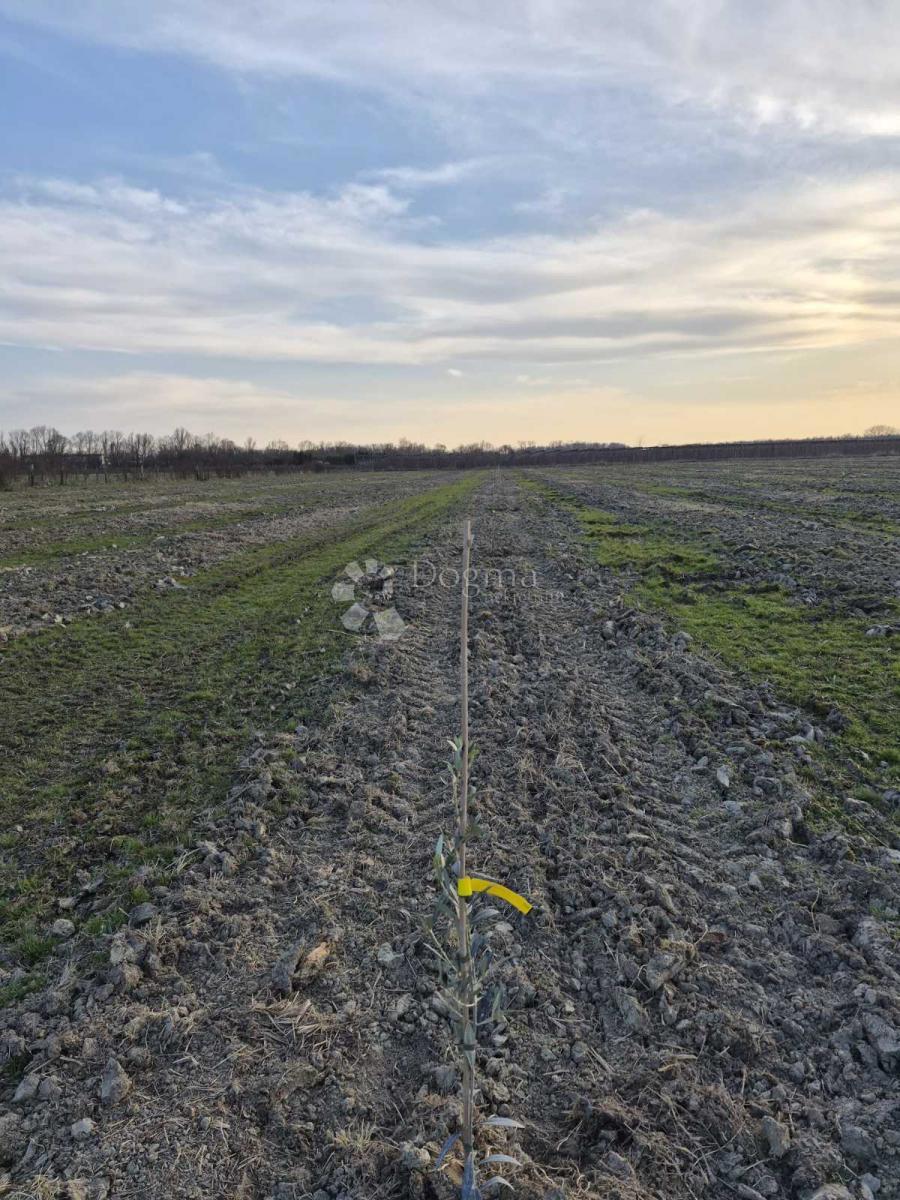 Kmetijsko zemljišče Petrijevci, 171.292m2