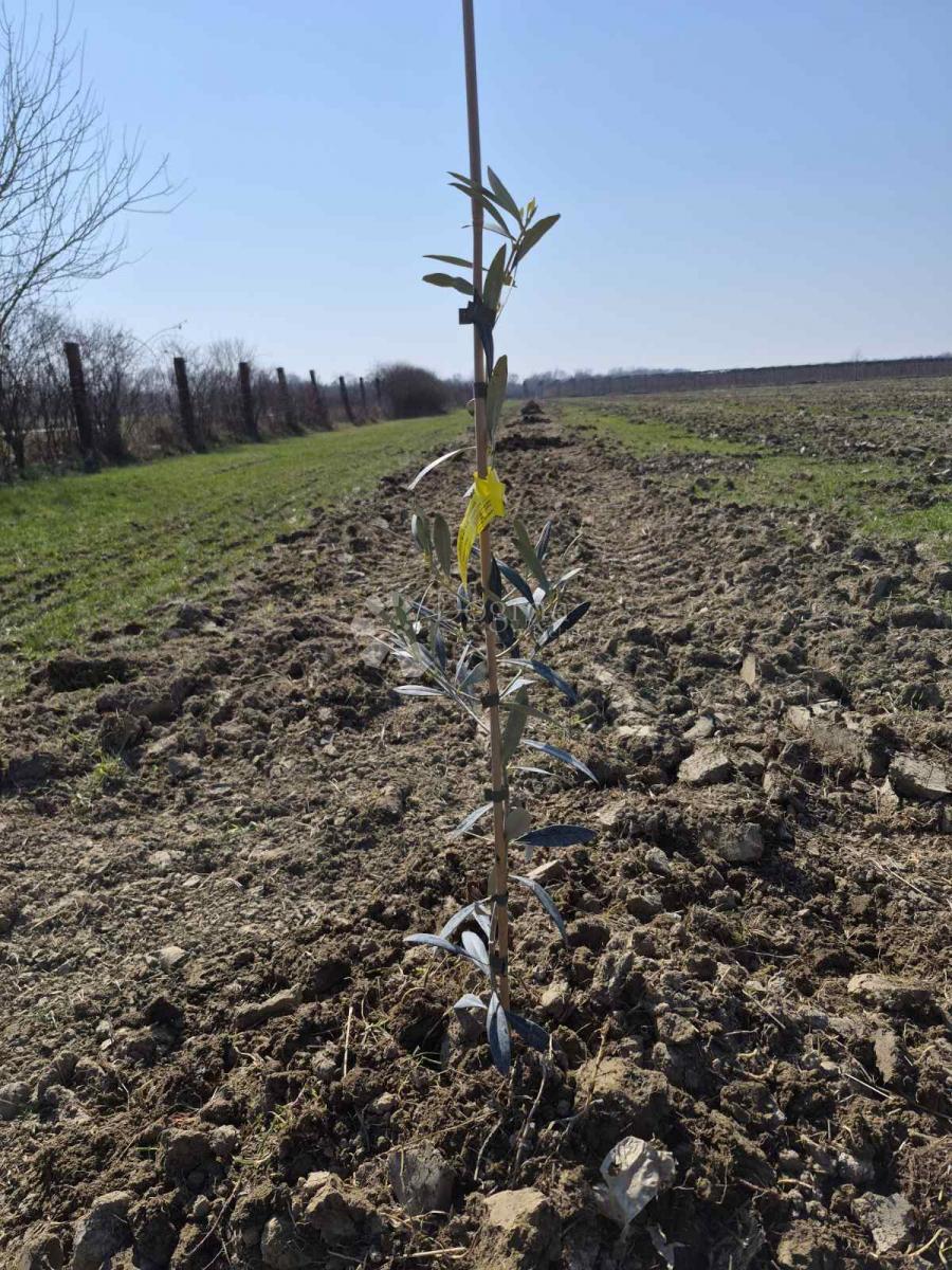 Kmetijsko zemljišče Petrijevci, 171.292m2