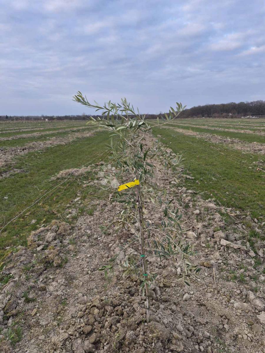 Kmetijsko zemljišče Petrijevci, 171.292m2