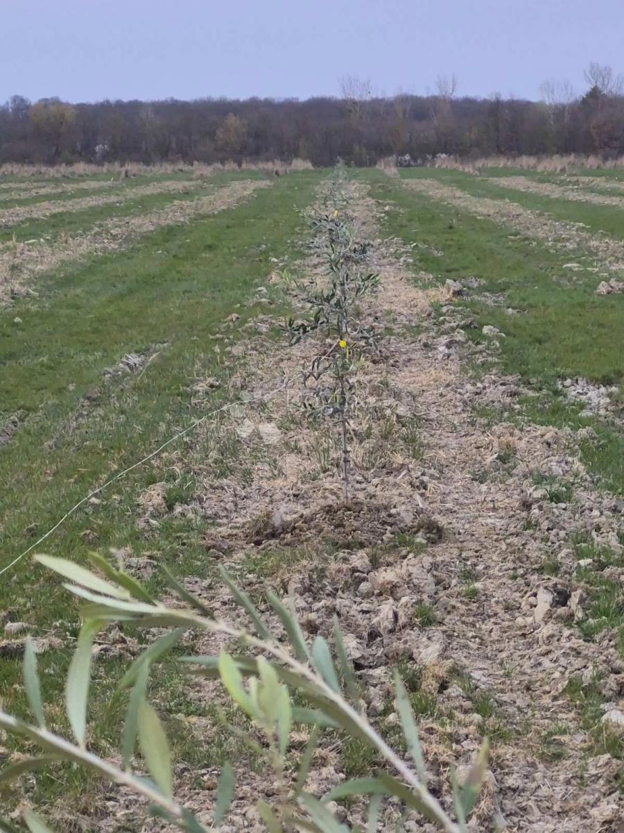 Kmetijsko zemljišče Petrijevci, 171.292m2