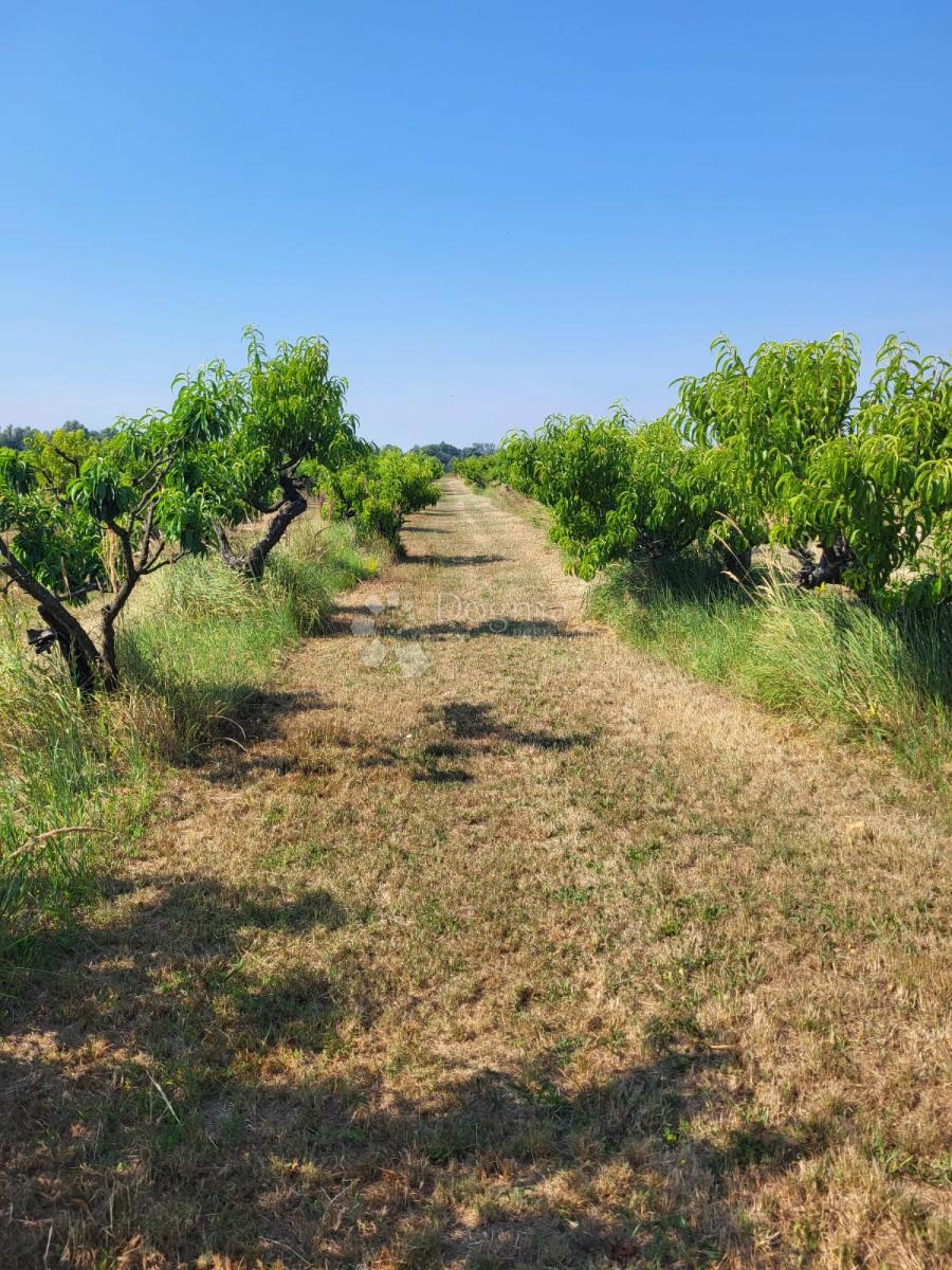 Kmetijsko zemljišče Petrijevci, 171.292m2