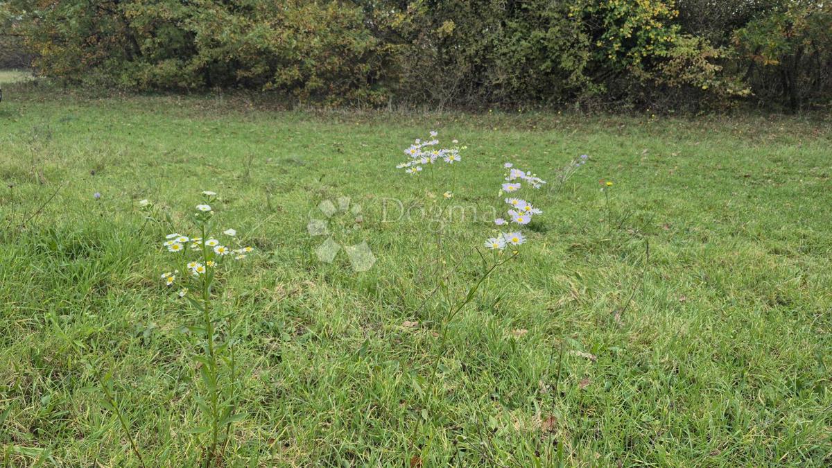 Kmetijsko zemljišče Pusti, Svetvinčenat, 8.182m2