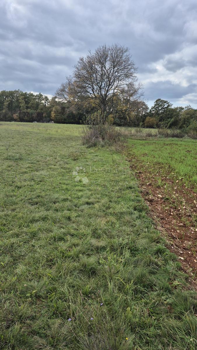 Kmetijsko zemljišče Pusti, Svetvinčenat, 8.182m2