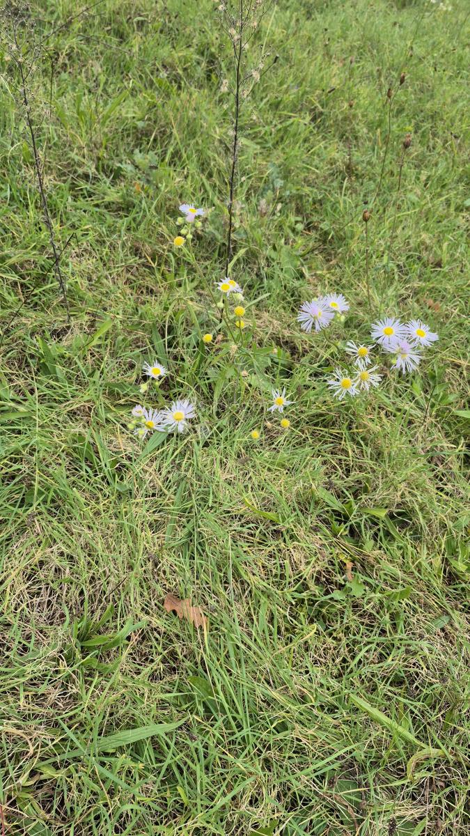 Kmetijsko zemljišče Pusti, Svetvinčenat, 8.182m2