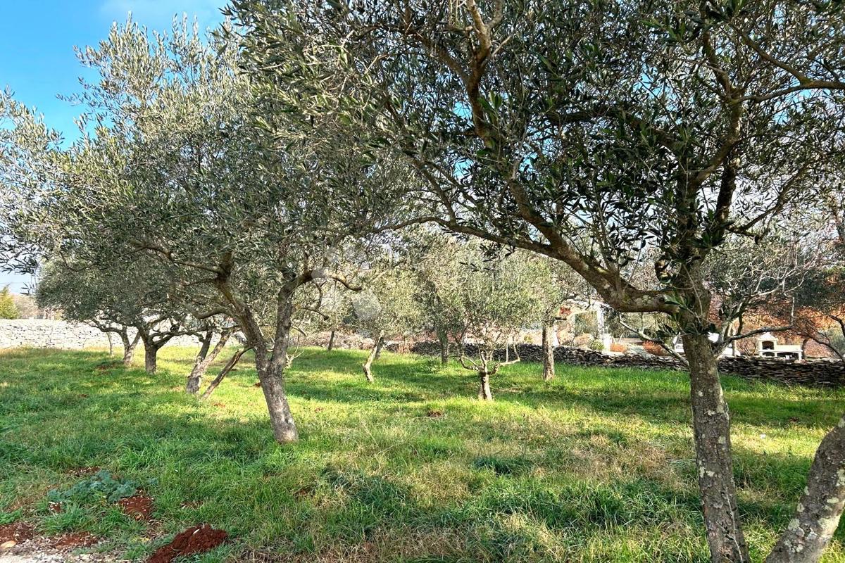 Zazidljivo zemljišče Vodnjan, 939m2