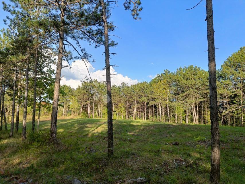 Grajevinsko Zemljišče (2000 m²) z Obsežnim Gozdom (36.789 m²)