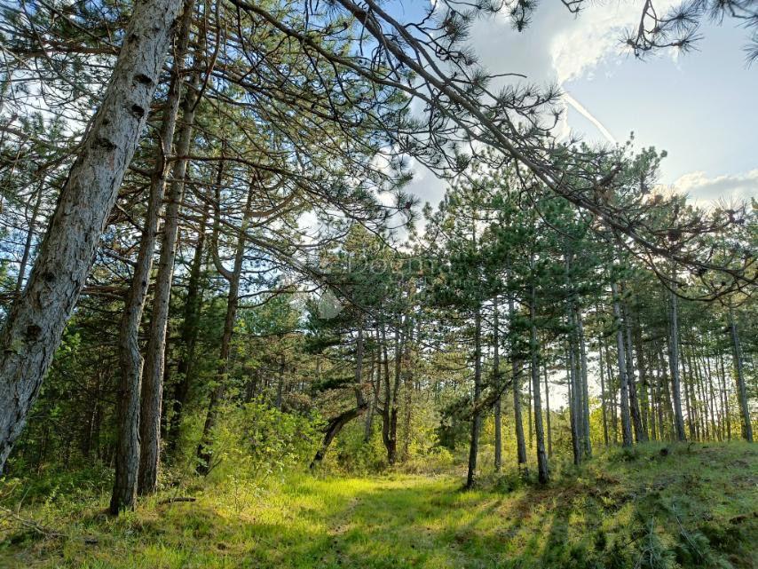 Grajevinsko Zemljišče (2000 m²) z Obsežnim Gozdom (36.789 m²)