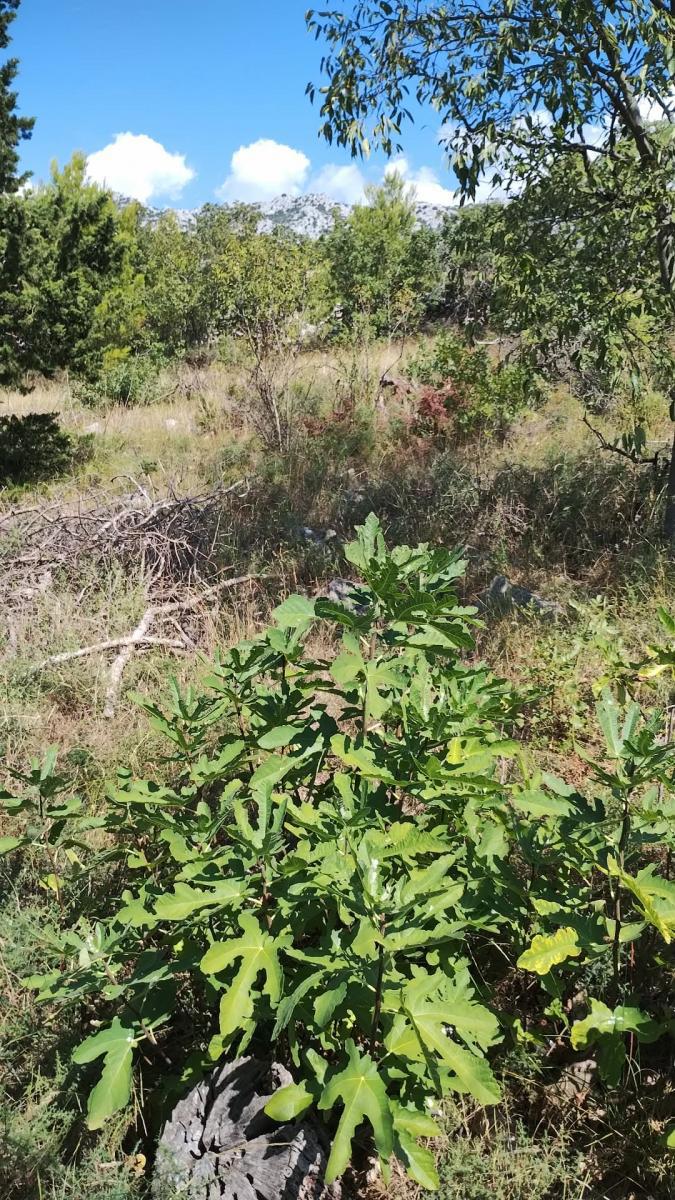 Zazidljivo zemljišče Seline, Starigrad, 918m2