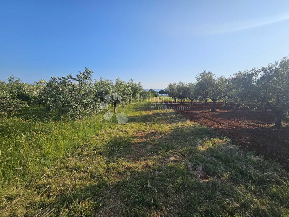 Zemljišče Umag, 7.900m2