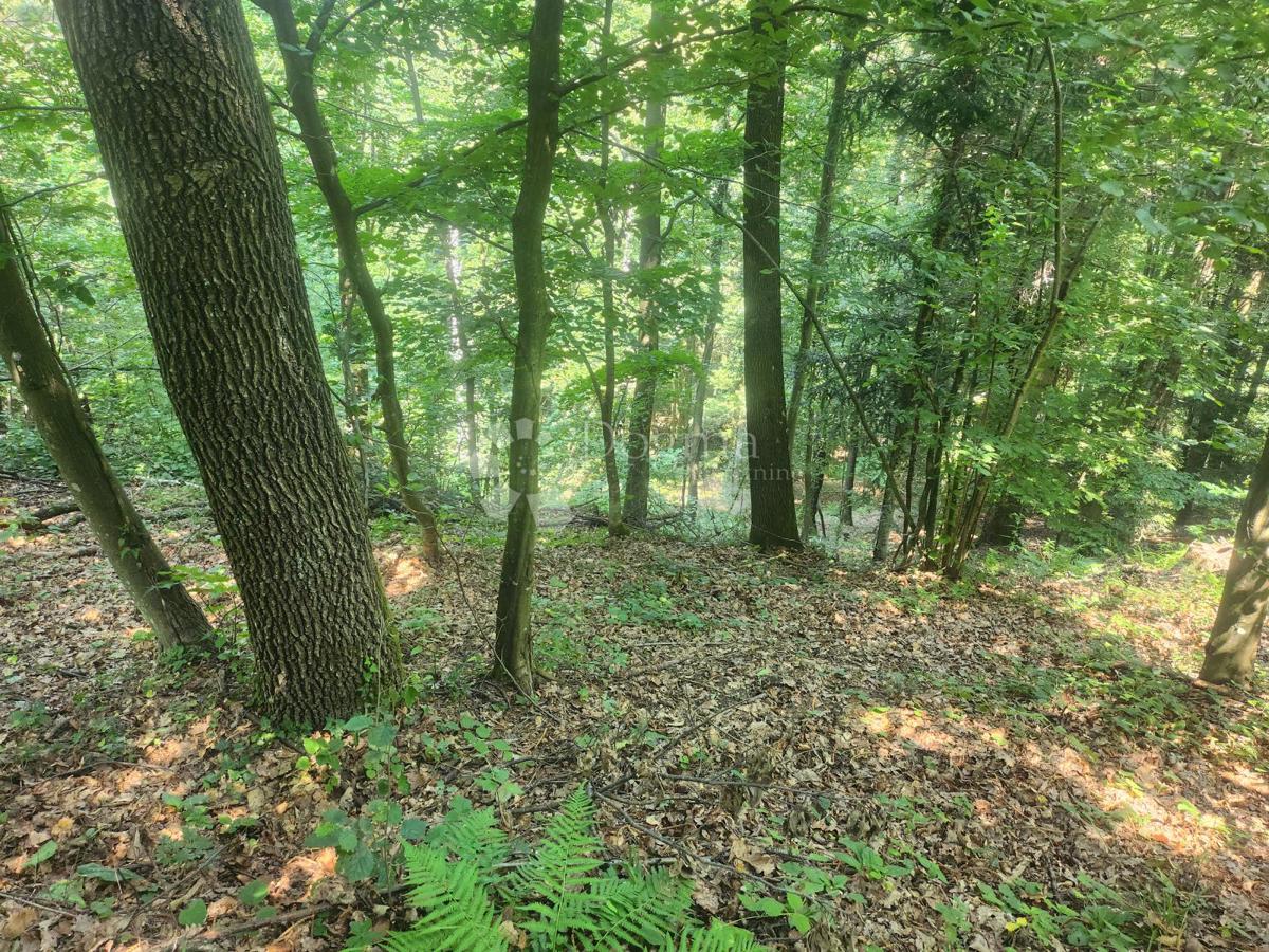 Kmetijsko zemljišče Ježovec, Bednja, 36.192m2