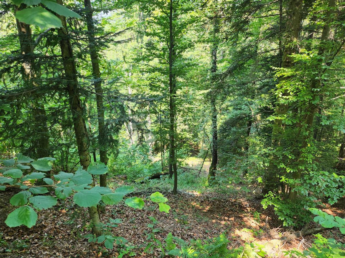 Kmetijsko zemljišče Ježovec, Bednja, 36.192m2