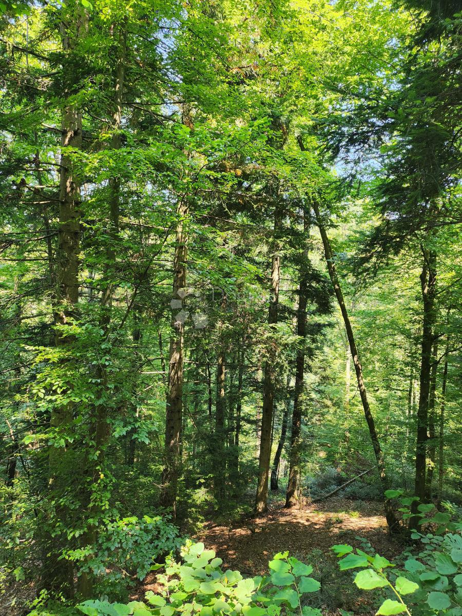 Kmetijsko zemljišče Ježovec, Bednja, 36.192m2