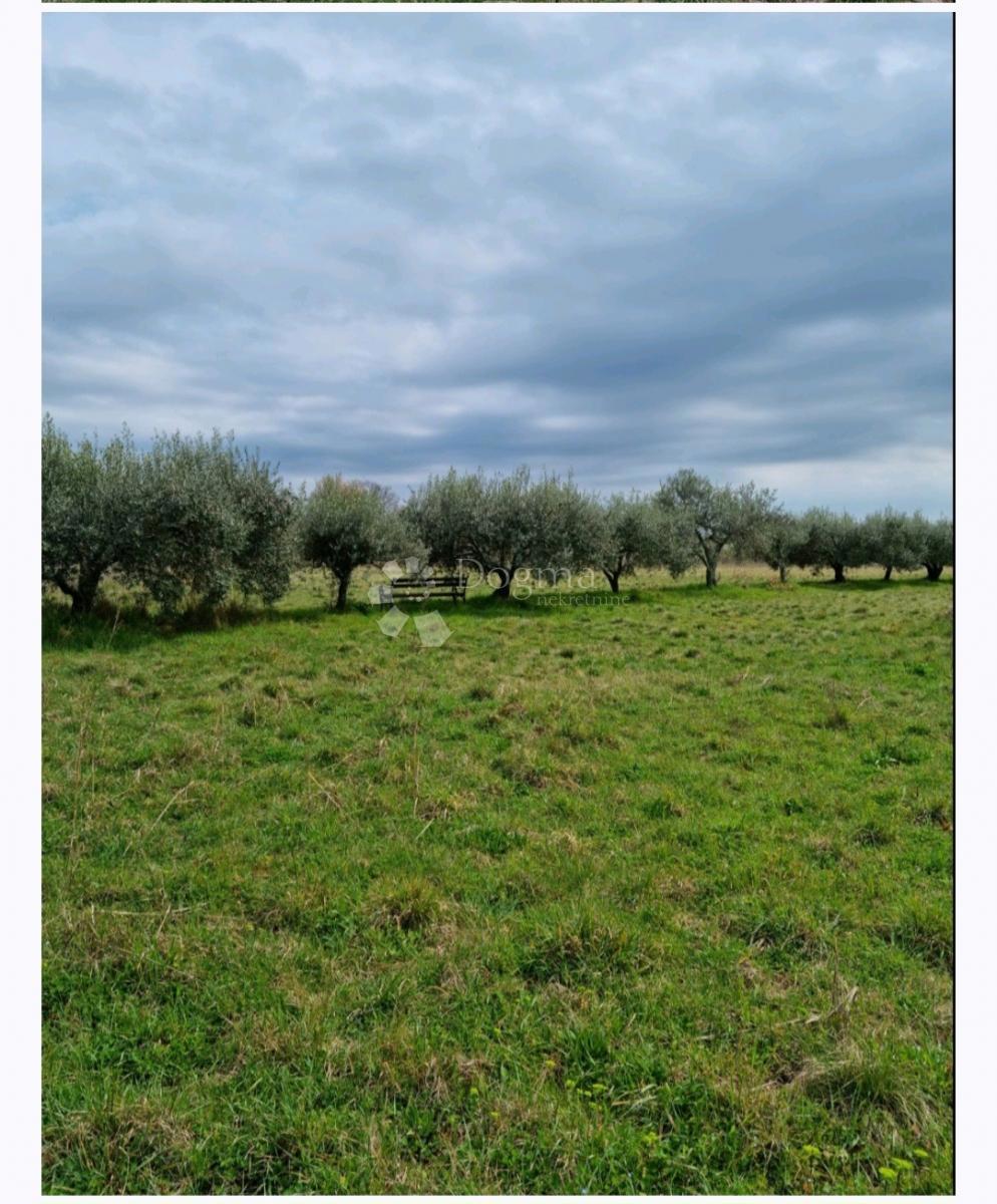 Zazidljivo zemljišče Murine, Umag, 600m2