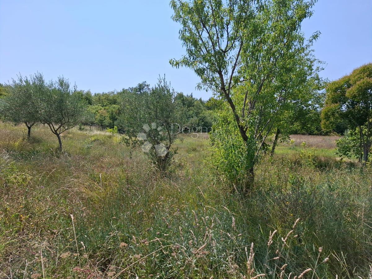 Zazidljivo zemljišče Kaštel, Buje, 999m2