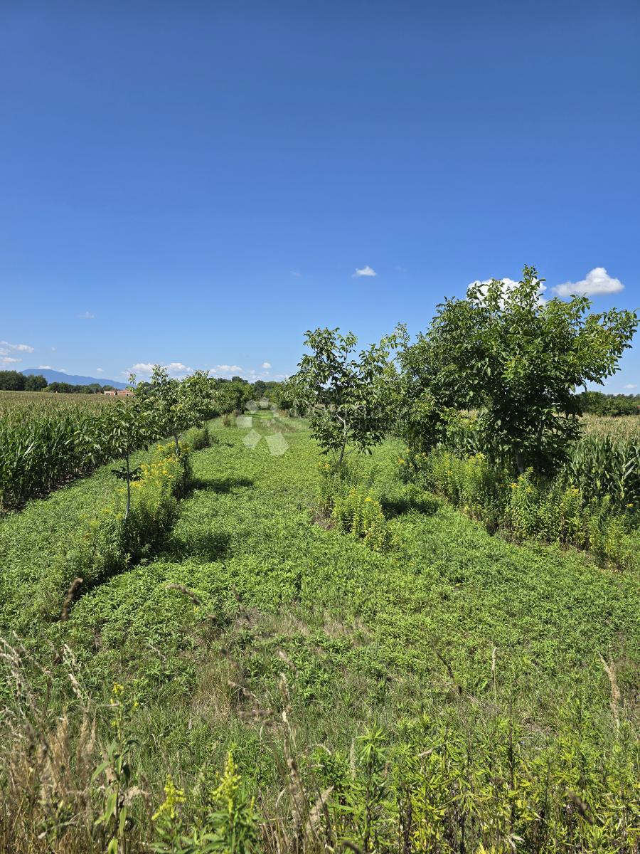 Kmetijsko zemljišče Donji Kućan, Varaždin - Okolica, 2.962m2