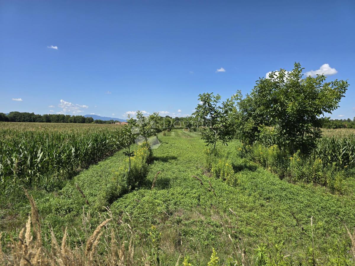 Kmetijsko zemljišče Donji Kućan, Varaždin - Okolica, 2.962m2