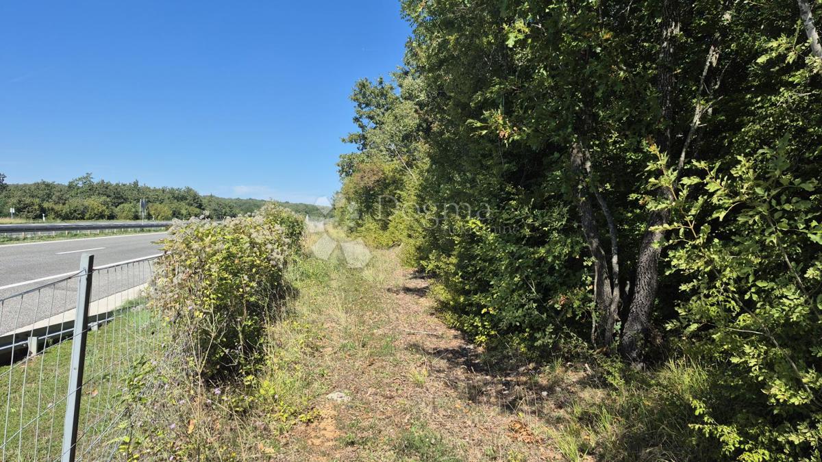 Gozdno zemljišče ob istrskem y 7505 m2