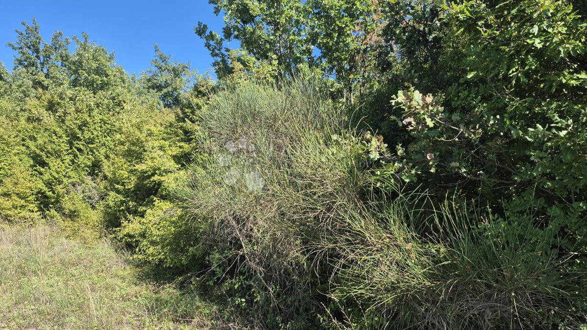 Gozdno zemljišče ob istrskem y 7505 m2