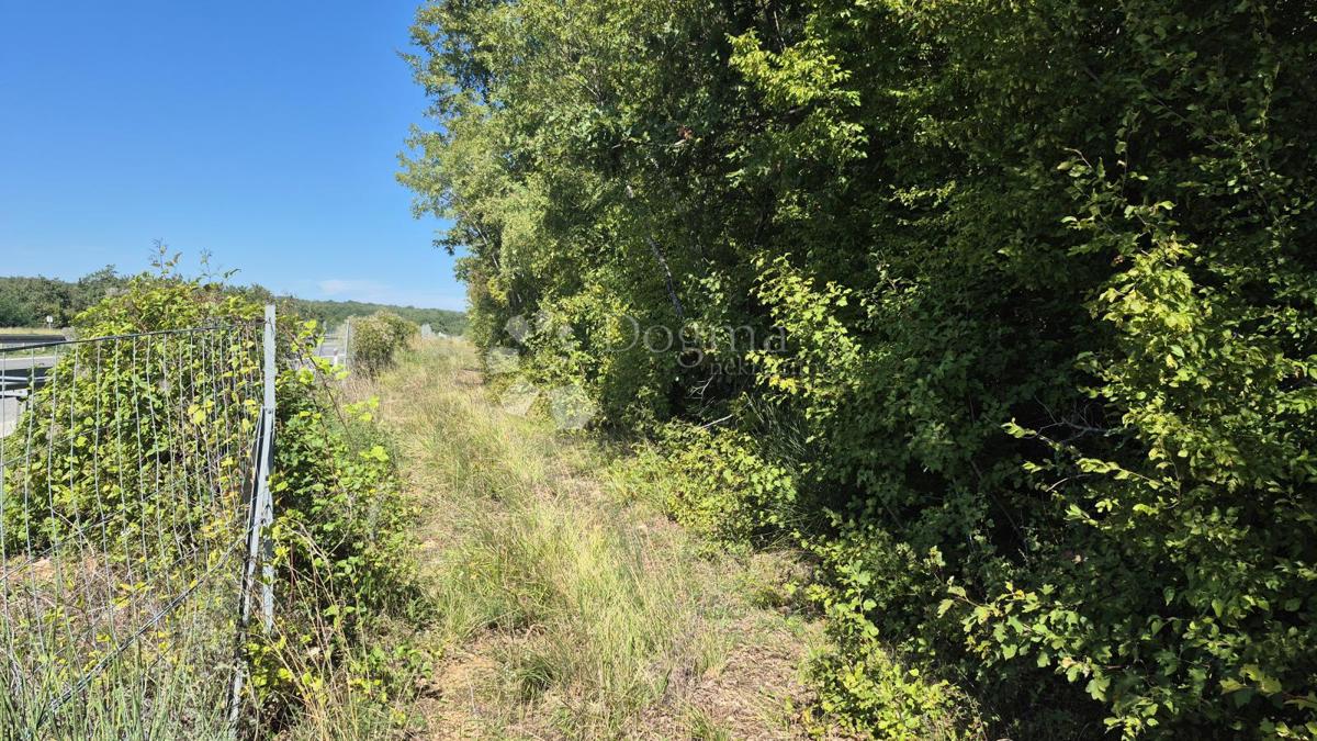 Gozdno zemljišče ob istrskem y 7505 m2