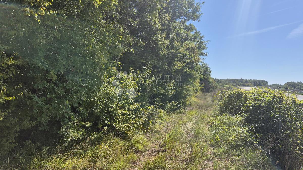 Gozdno zemljišče ob istrskem y 7505 m2