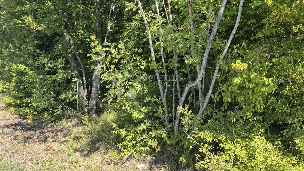 Gozdno zemljišče ob istrskem y 7505 m2