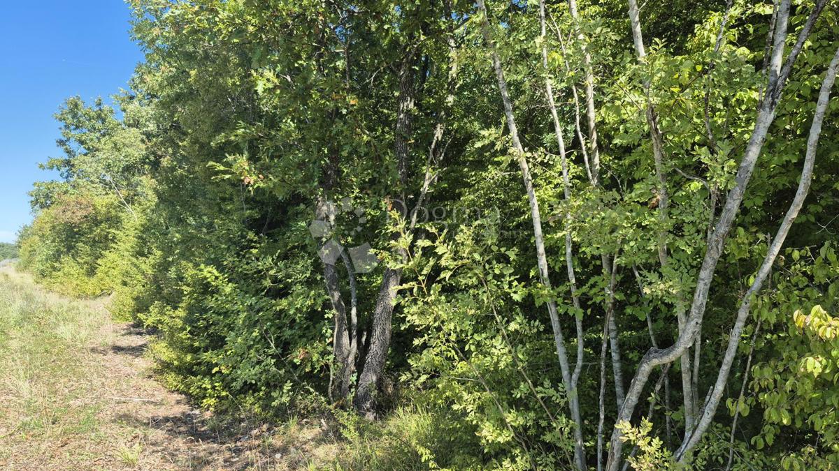 Gozdno zemljišče ob istrskem y 7505 m2