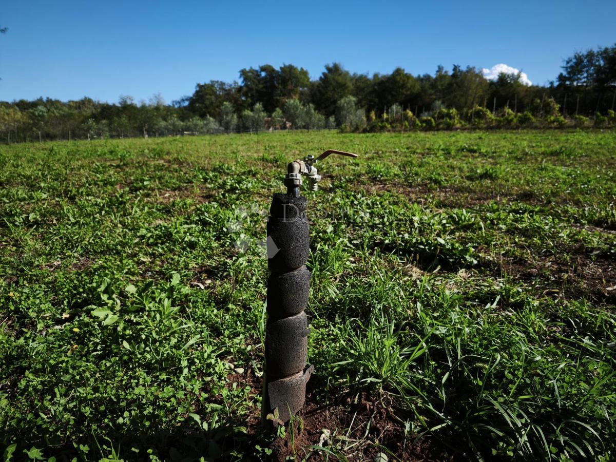 Brtonigla, privlačno kmetijsko zemljišče