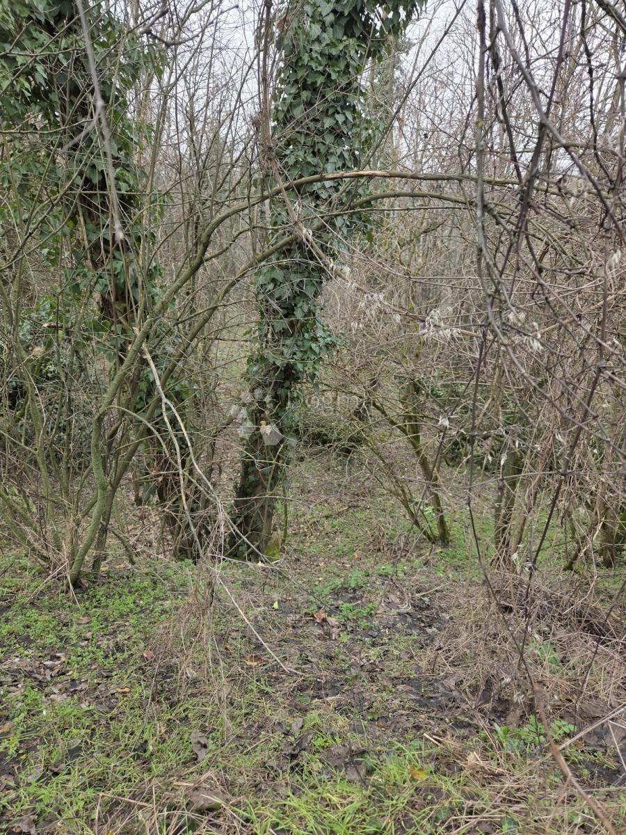 Kmetijsko zemljišče Dalj, Erdut, 6.401m2