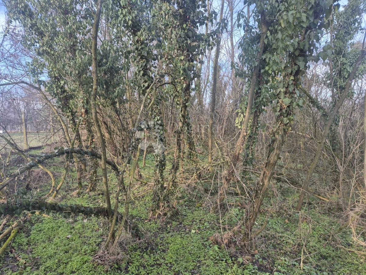 Kmetijsko zemljišče Dalj, Erdut, 6.401m2