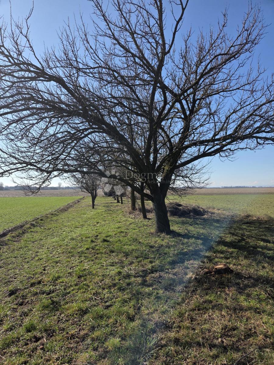 Kmetijsko zemljišče Valpovo, 1.439m2