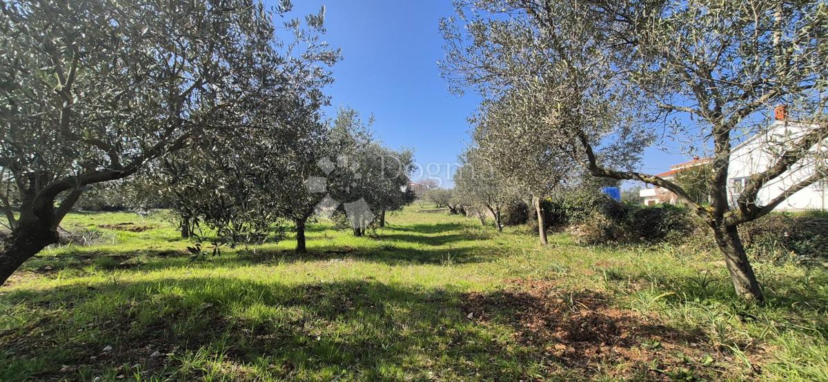 Zazidljivo zemljišče Peruški, Marčana, 492m2