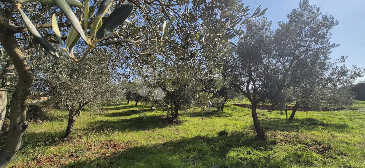 Zazidljivo zemljišče Peruški, Marčana, 492m2