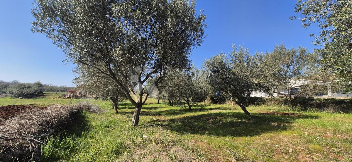 Zazidljivo zemljišče Peruški, Marčana, 492m2