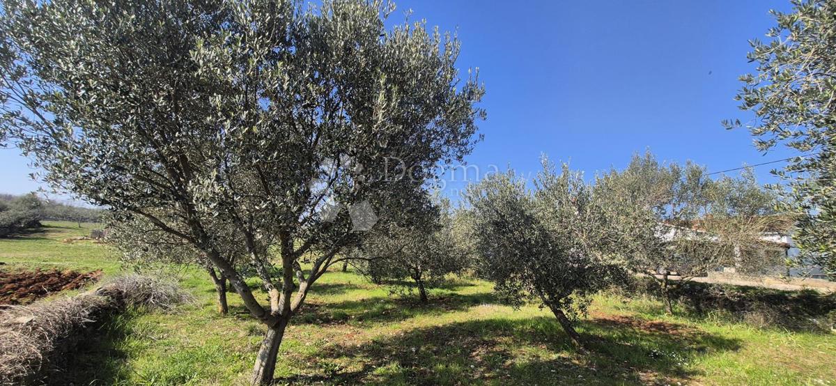 Zazidljivo zemljišče Peruški, Marčana, 492m2